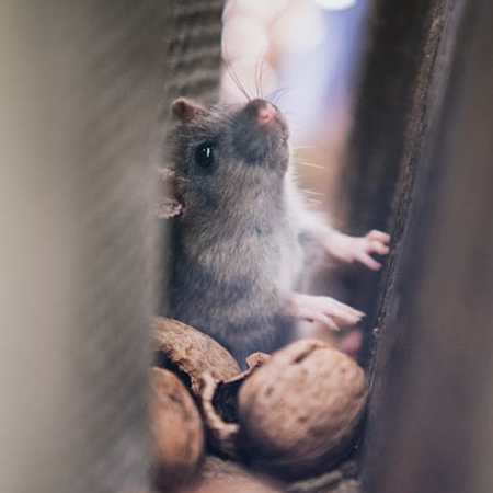 Sell my pest control business