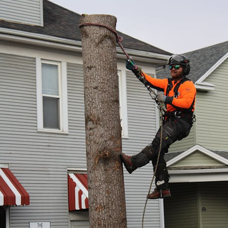 Sell my tree service business